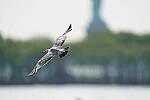 Click to see Y-600MM-DSC05533.JPG