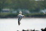 Click to see Y-600MM-DSC05536.JPG