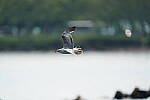 Click to see Y-600MM-DSC05537.JPG