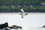 Click to see Y-600MM-DSC05538.JPG