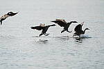 Click to see Y-600MM-DSC05566.JPG