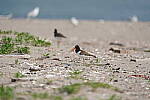 Click to see Y-600MM-DSC05688.JPG