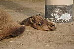 Click to see Y-MW-236.JPG