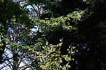 Click to see YDSC09130-MotionBlur.JPG