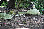 Click to see YDSC09419.JPG
