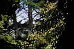 Click to see YDSC09468-MotionBlur.JPG