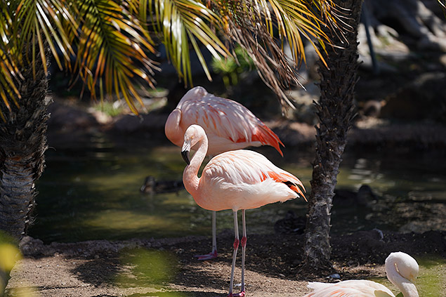 Sony A9 Review -- Gallery Image