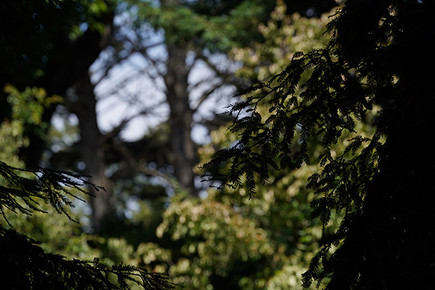 Sony A9 Review -- Gallery Image