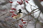 Click to see Y_DSC0063.JPG