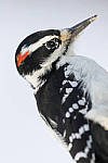 Click to see Y_DSC0096-MOD.JPG