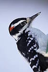 Click to see Y_DSC0096.JPG