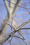 Click to see Y_DSC0136.JPG