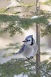 Click to see Y_DSC0184-MOD.JPG