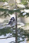 Click to see Y_DSC0184.JPG
