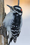 Click to see Y_DSC0368-MOD.JPG