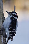 Click to see Y_DSC0368.JPG