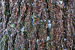 Click to see Y_DSC1140-MOD.JPG