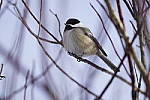 Click to see Y_DSC1178.JPG