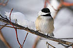 Click to see Y_DSC1241-MOD.JPG