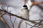 Click to see Y_DSC1241.JPG