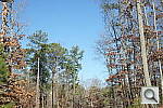 Click to see AA99PINE_IDC.JPG