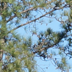 Click to see AA99PINE.JPG