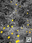 Click to see YDSC00388.JPG