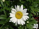 Click to see YDSC00396.JPG