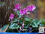 Click to see YDSC00044_ISO100.JPG