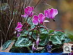 Click to see YDSC00045_ISO1600.JPG