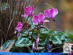 Click to see YDSC00046_ISO800.JPG
