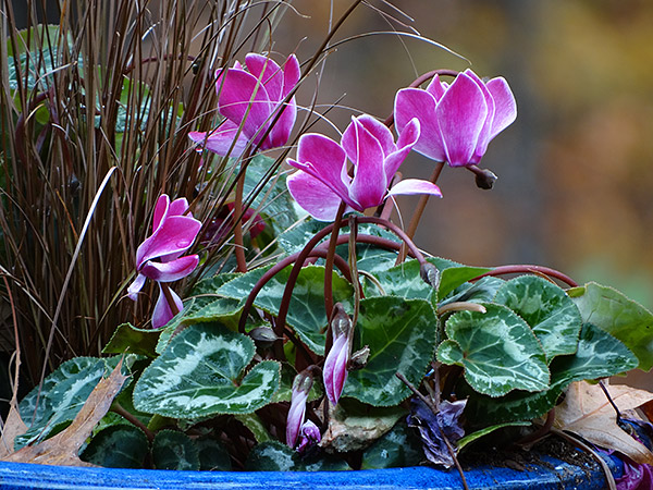 Sony HX300 Review -- Sample image