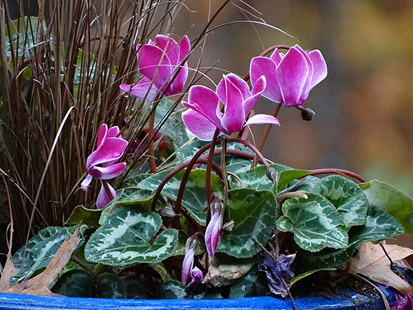 Sony HX300 Review -- Sample image