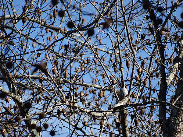 Sony HX300 Review -- Sample image