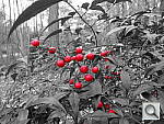 Click to see YCOLOR_BERRIES.JPG
