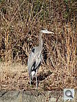 Click to see YZOOM_PELICAN_X20.JPG