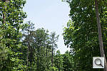 Click to see NEX3NPINE_ACRu250r03.JPG