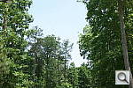 Click to see NEX3NPINE_IDCs50.JPG