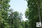 Click to see NEX3NPINE_IDCs50nr0.JPG