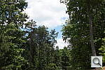 Click to see NEXF3PINE.JPG