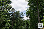 Click to see NEXF3PINE_ACRu300r03.JPG