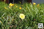 Click to see YDSC00134.JPG