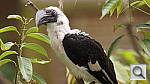Click to see yzoo_bird1.jpg