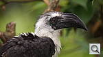 Click to see yzoo_bird1b.jpg