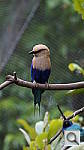 Click to see yzoo_bird2.jpg
