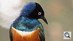 Click to see yzoo_bird3.jpg