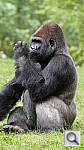 Click to see yzoo_gorillaboss.jpg