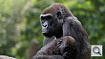 Click to see yzoo_gorillamom1.jpg