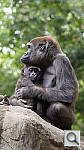 Click to see yzoo_gorillamom2.jpg