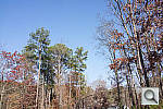 Click to see RX1PINE_ACRu300r03.JPG